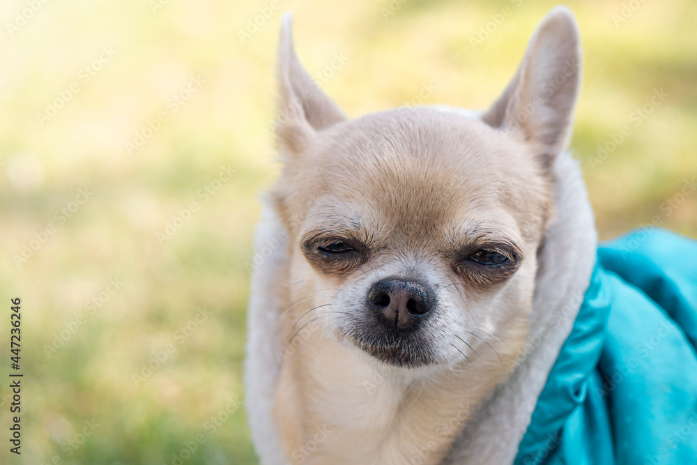 Funny chihuahua dog with expression  smirk  .Background with copy space