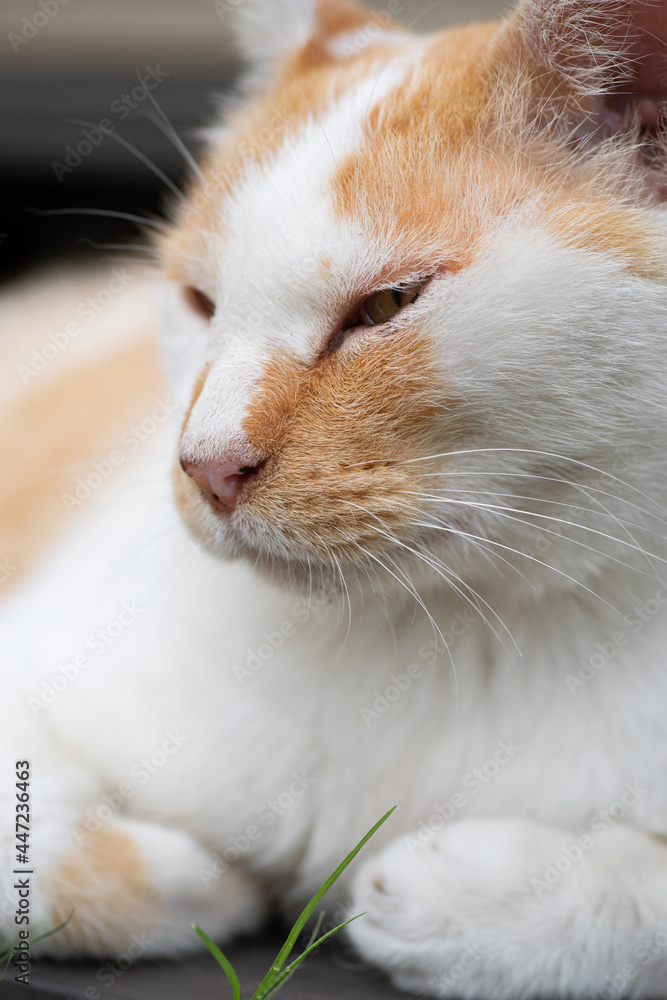 眠そうな猫 茶白猫 眠そうな猫 茶白猫