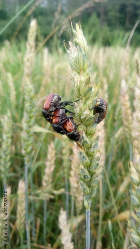 beetles on the wheat beetles on the wheat