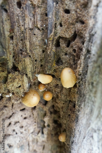 Mushrooms on a mushroom tree trunk © 文普 王