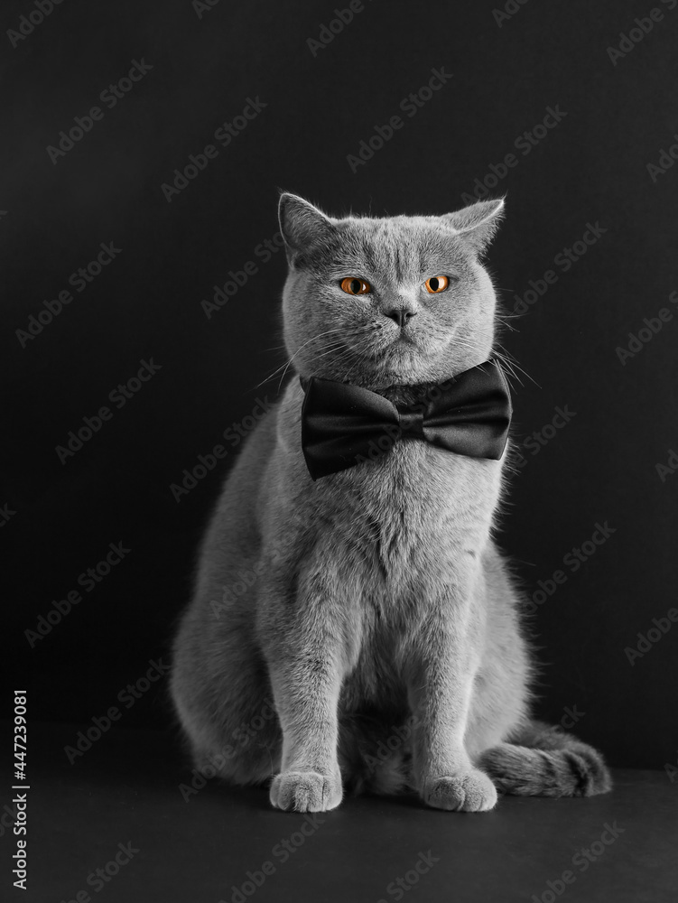 British cat on a black background