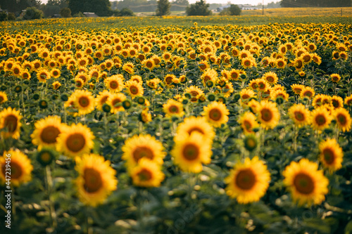 Attractive field with bright yellow sunflowers. Location place of Belarus agricultural region, Europe. Image of ecology concept. Agrarian industry. Beauty of earth.