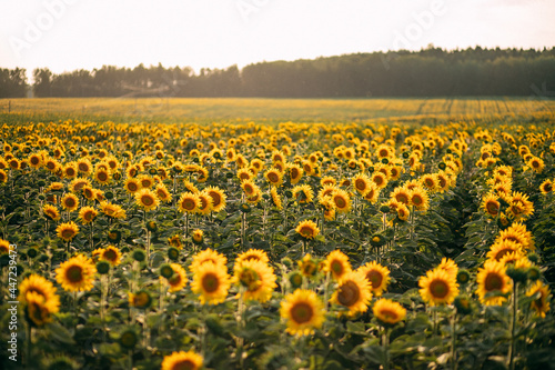 Attractive field with bright yellow sunflowers. Location place of Belarus agricultural region, Europe. Image of ecology concept. Agrarian industry. Beauty of earth.