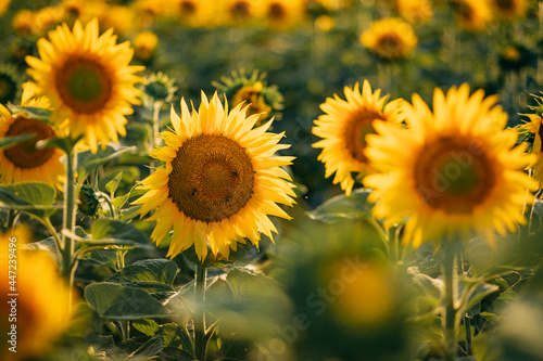 Attractive field with bright yellow sunflowers. Location place of Belarus agricultural region, Europe. Image of ecology concept. Agrarian industry. Beauty of earth.