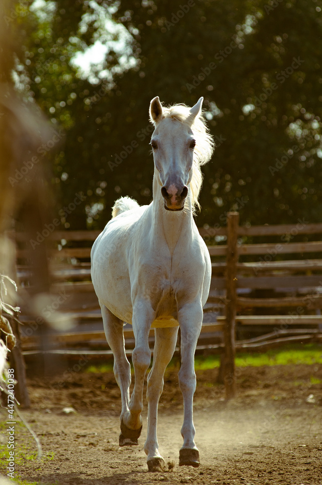 Beautiful white horse in sunset