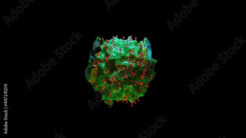 3d illustration of Mastocyte, Mast cell, 3d render photo