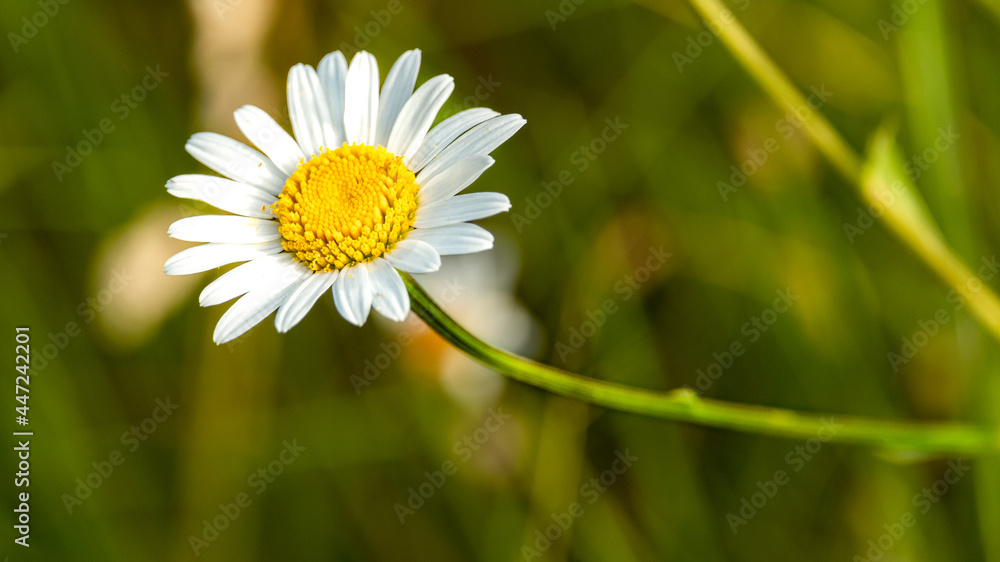 Obraz premium daisy flower closeup