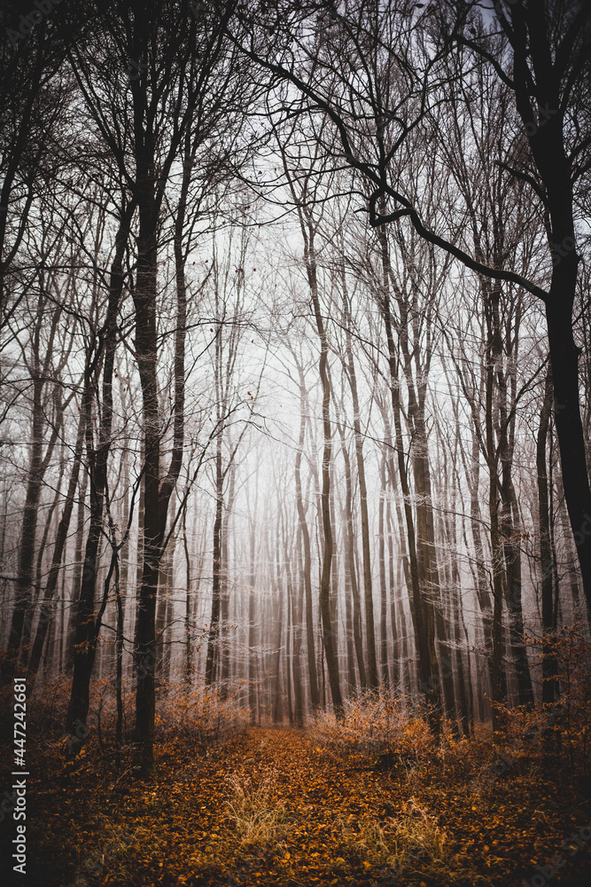 Wald bei Nebel und Eis auf den Bäumen