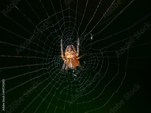 Spider in the center of its web