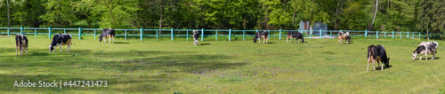 Part of enclosed pasture with grazing black spotted cows