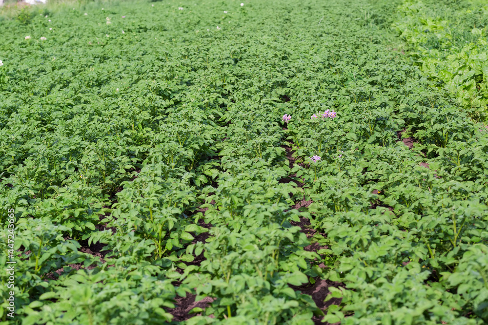 Potato plantation at the beginning of flowering at selective focus Potato plantation at the beginning of flowering at selective focus