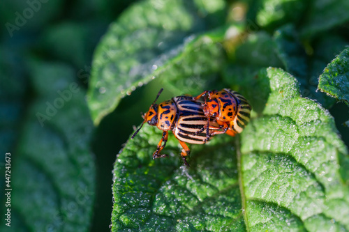Colorado potato beetles on potato leaf during mating, close-up