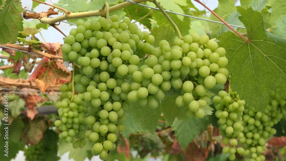 custom made wallpaper toronto digitalBunches of fresh grapes hanging from the vineyard