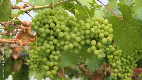 Wallpaper Mural Bunches of fresh grapes hanging from the vineyard Torontodigital.ca
