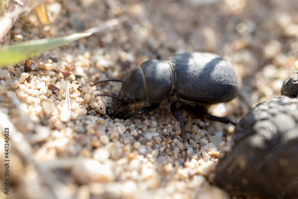 the bug on the ground