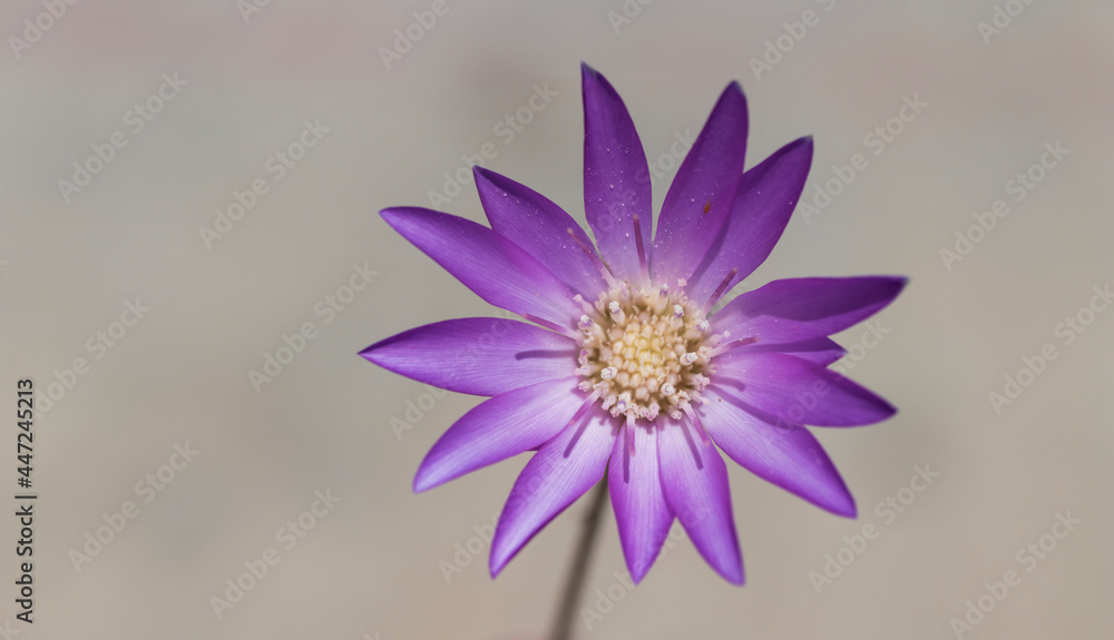 Fototapeta premium purple and yellow flower