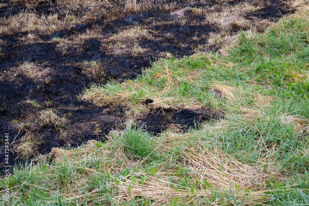 Burnt old dry grass. Fire accident, extremely hot weather and nature Burnt old dry grass. Fire accident, extremely hot weather and nature
