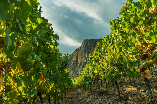 Glorious view of the Rotenfels mountain seen behind vineyards at sunset in Bad Kreuznach, Germany photo