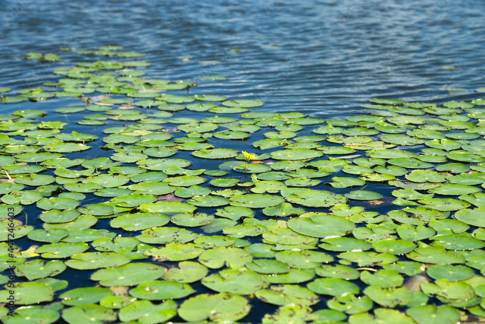Natural green leaves texture outside on surface of water. Green leaves of water lilies and sun glare on lake. Natural green leaves texture outside on surface of water. Green leaves of water lilies and sun glare on lake.