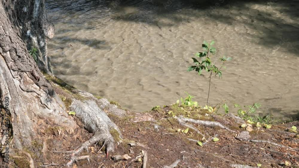 green vegetation in the sun on the banks of a forest stream