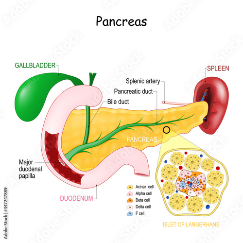 pancreas anatomy. Cell Structure of islet of langerhans. photo