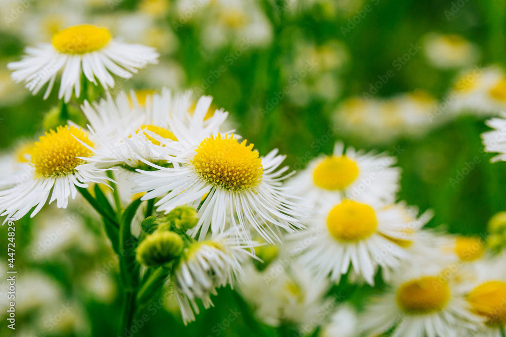 Mountain daisies in a field close up Mountain daisies in a field close up