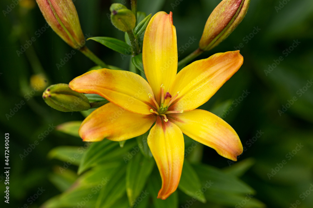 orange asiatic lilies flowers in summer garden orange asiatic lilies flowers in summer garden