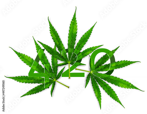 420 marijuana hemp cannabis leaf isolate with path on white background