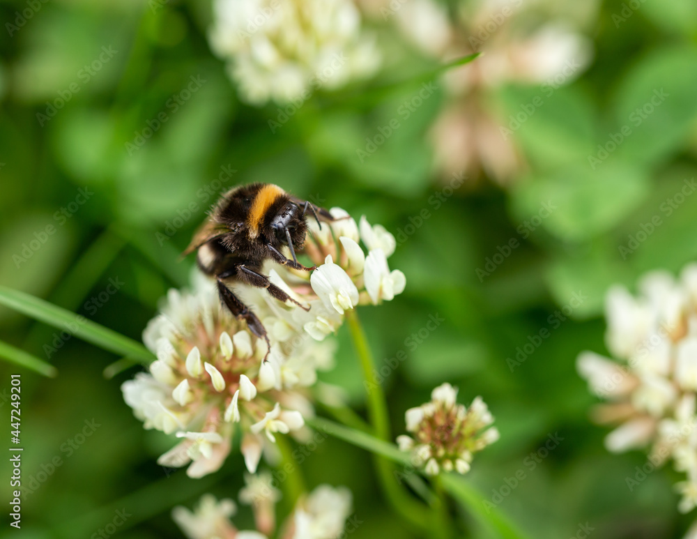 Bumblebee sitting on white clover flower in wild flower area in summer garden Bumblebee sitting on white clover flower in wild flower area in summer garden