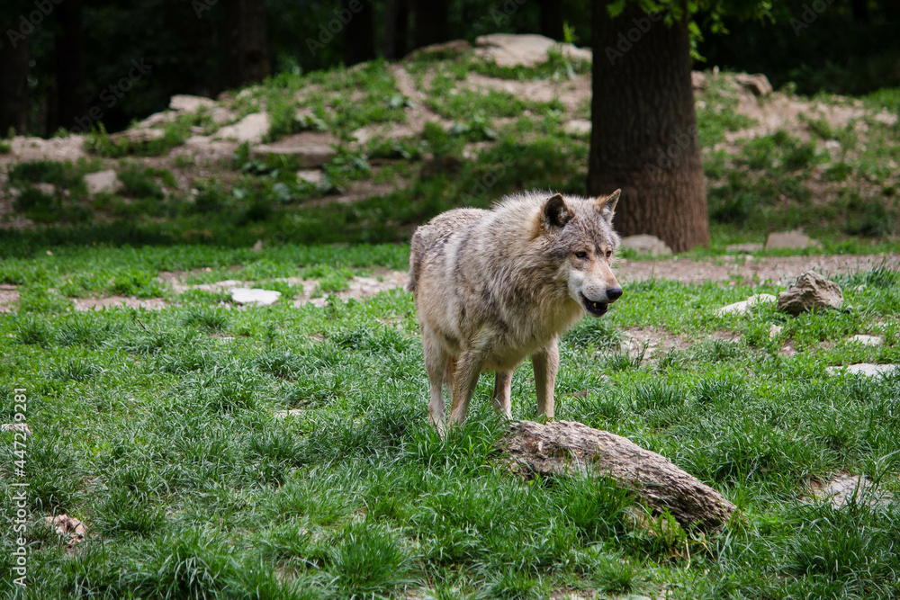 Wildpark Wald Natur Wolf Wölfe Rudel Wiese Wildpark Wald Natur Wolf Wölfe Rudel Wiese