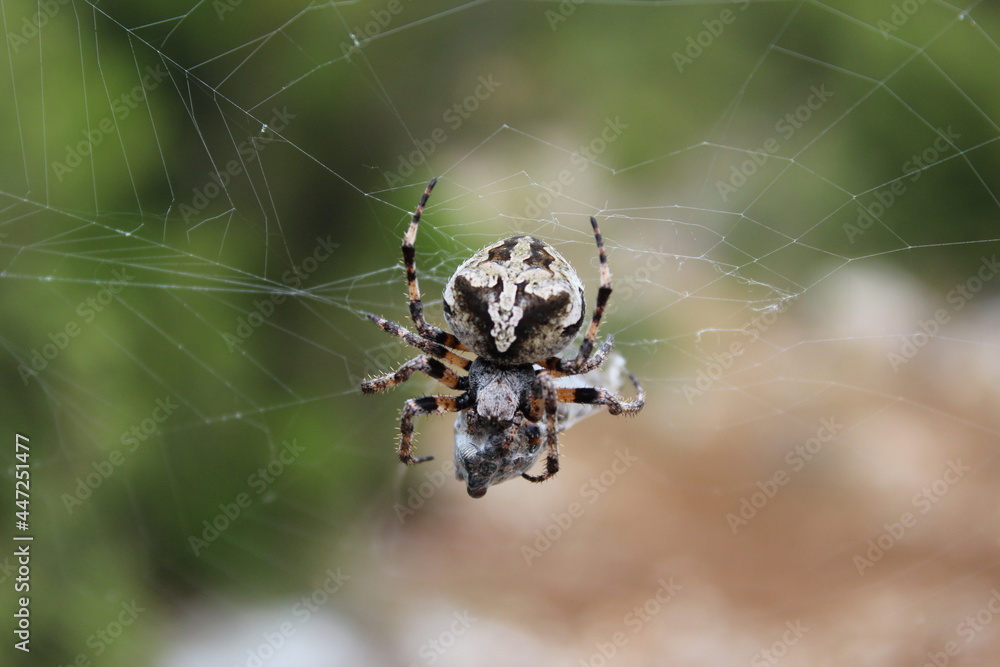 spider on web spider on web