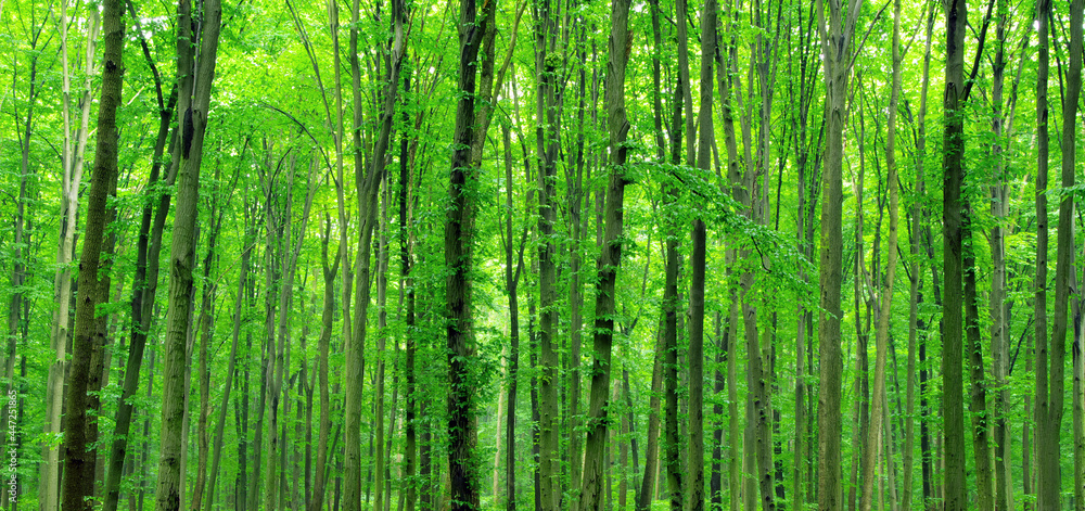  green forest . nature woods texture