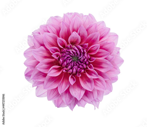 Dahlia flower, Pink dahlia flower isolated on white background, with clipping path