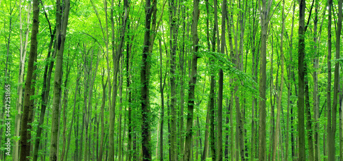  green forest . nature woods texture