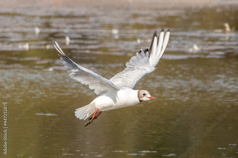 A immature black-headed gull (Chroicocephalus ridibundus) in flight in the Nature Reserve of Marismas de Odiel, Huelva, Andalusia, Spain A immature black-headed gull (Chroicocephalus ridibundus) in flight in the Nature Reserve of Marismas de Odiel, Huelva, Andalusia, Spain