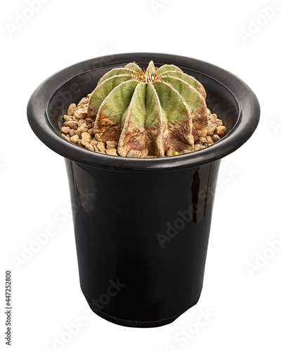 Aztekium hintonii, Rare cactus isolated on white background with clipping path photo