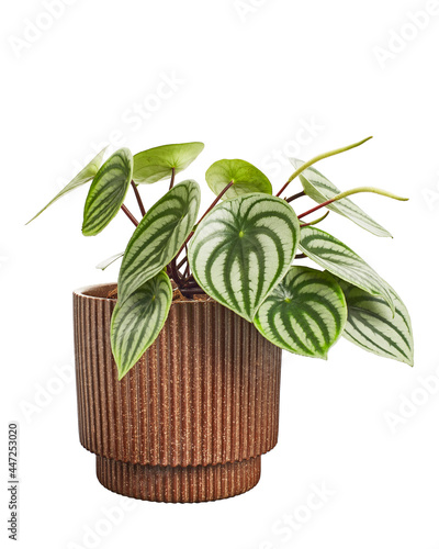 Close up of Watermelon Peperomia with flowers in pot, Peperomia sandersii plant, isolated on white background with clipping path