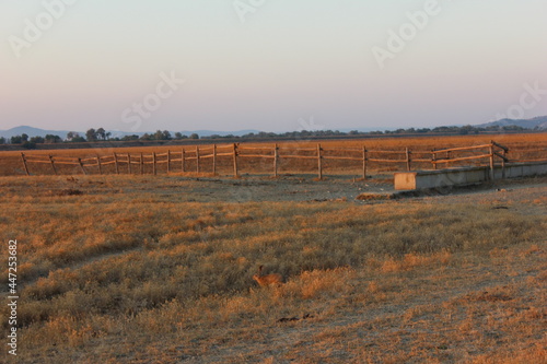 Field of wheat, Maremma, Tuscany