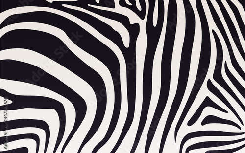 Zebra print texture with black and white stripes. Vector illustration
