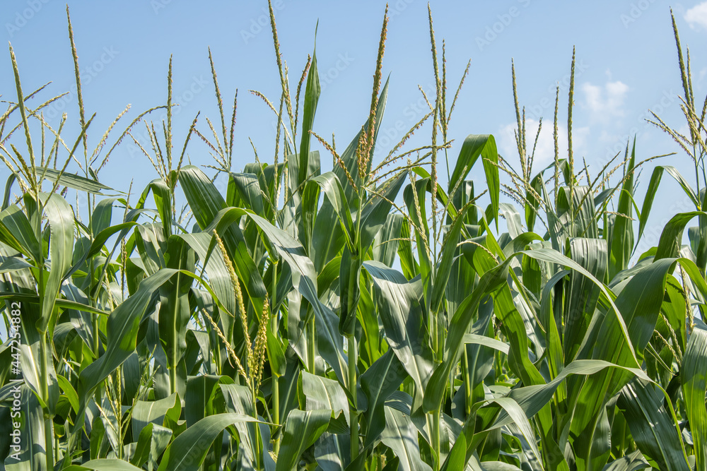 Young green corn leaves in a field. Blooming cornfield growing against blue sky. Harvesting agriculture. Young green corn leaves in a field. Blooming cornfield growing against blue sky. Harvesting agriculture.