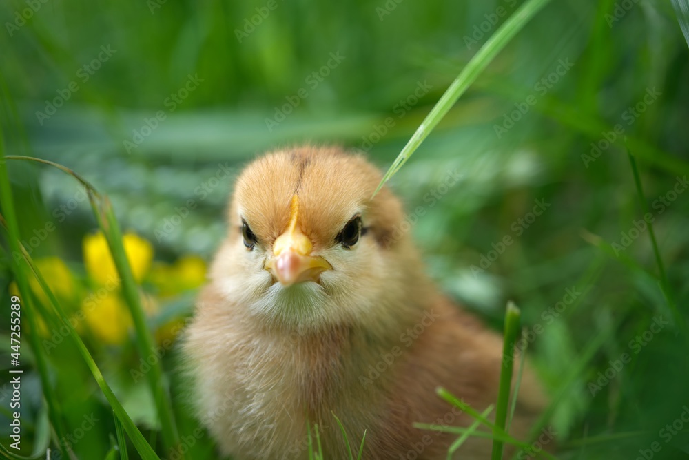 A baby chick in greenery and grass