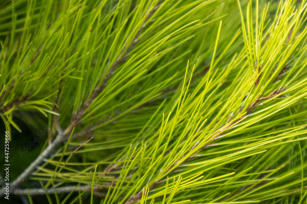 Greece vibrant green pine bush branches close-up Greece vibrant green pine bush branches close-up