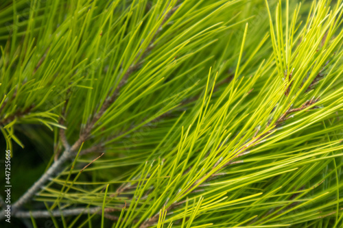 Greece vibrant green pine bush branches close-up