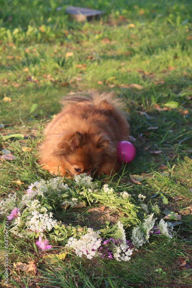 Fototapeta premium Pomeranian sniffing a wreath outdoors
