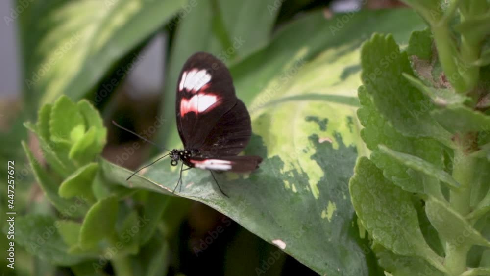 Butterfly on Leaf, Macro Slow Motion Shot With Blur Background Butterfly on Leaf, Macro Slow Motion Shot With Blur Background