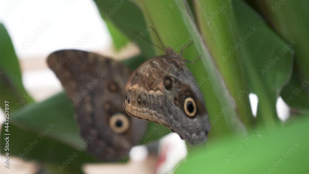 Closeup of Colorful Blue Clipper Butterfly (Parthenos Sylvia) With Lilac Blue Markings on Its Open Wings on a Leaf. This Large Butterfly Is Commonly Found in Southeast Asia. Closeup of Colorful Blue Clipper Butterfly (Parthenos Sylvia) With Lilac Blue Markings on Its Open Wings on a Leaf. This Large Butterfly Is Commonly Found in Southeast Asia.