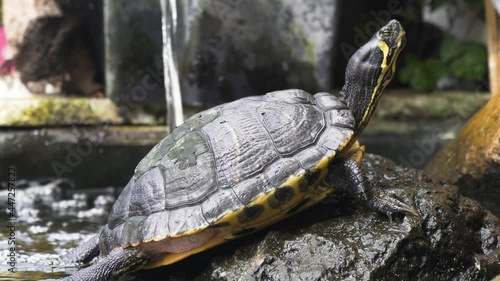 Water Turtles in Natural Lake at Park. Closeup of a Black Yellow Turtle Standing on a Green Mossy Patch of Dirt, Being Showered by a Waterfall