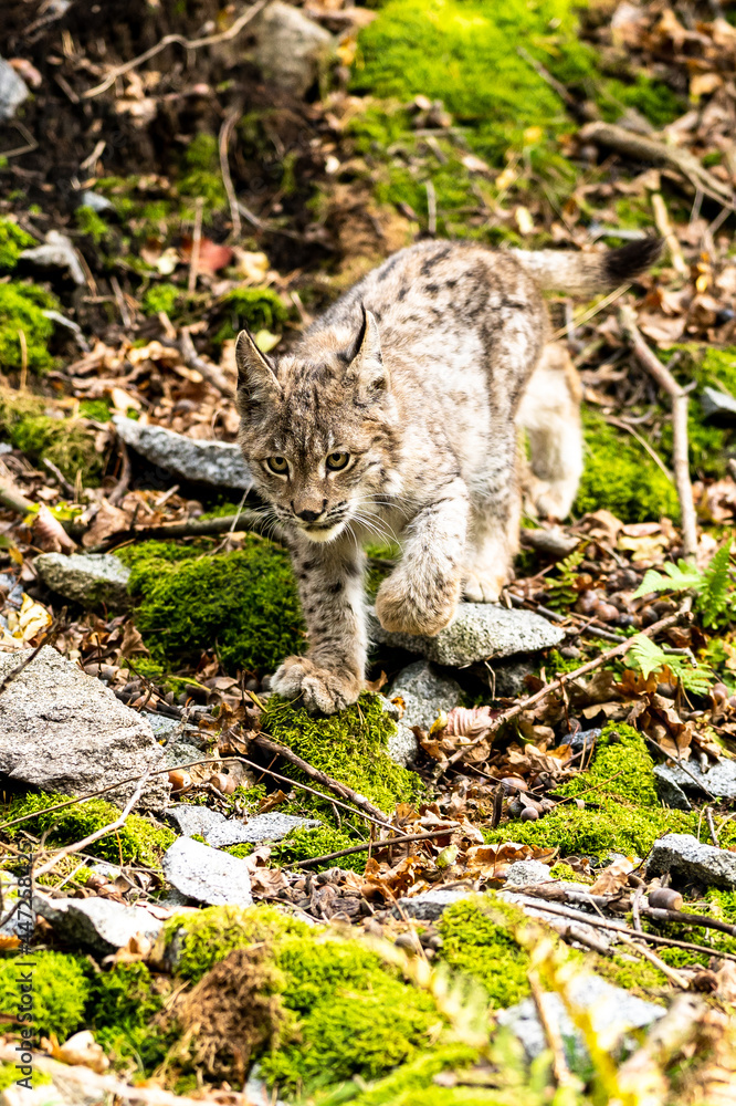 Lynx in green forest with tree trunk. Wildlife scene from nature. Playing Eurasian lynx, animal behaviour in habitat. Wild cat from Germany. Wild Bobcat between the trees Lynx in green forest with tree trunk. Wildlife scene from nature. Playing Eurasian lynx, animal behaviour in habitat. Wild cat from Germany. Wild Bobcat between the trees