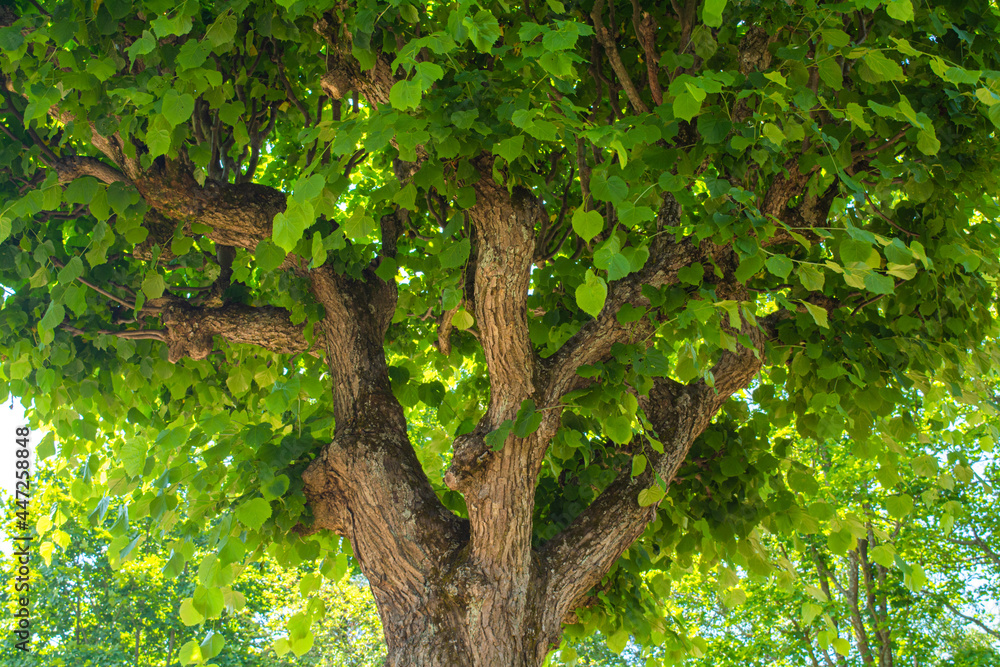 Obraz premium Old linden tree with branches bent up like candelabra. Decorative tilia tree