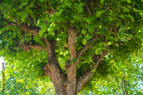 Old linden tree with branches bent up like candelabra. Decorative tilia tree photo